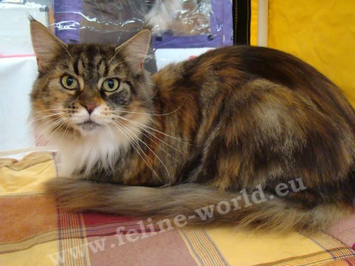 maine_coon_15 (Race)